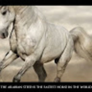 Meet your Posher, Ahad